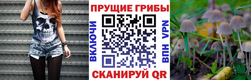 omg как войти  Мытищи  Галлюциногенные грибы Psilocybe 